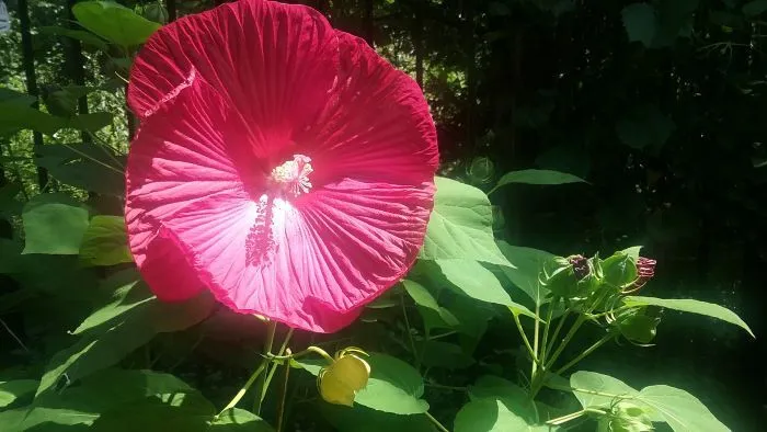 FlowerPic.jpg
